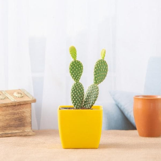Opuntia Microdasys (Bunny Ear Cactus) - Plant