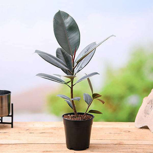 Ficus Elastica Tricolour Rubber - Plant(Combo Offer)
