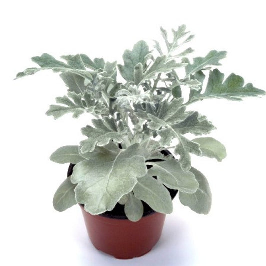 Silver Dust Silver ragwort with self-Watering Pots - Plant