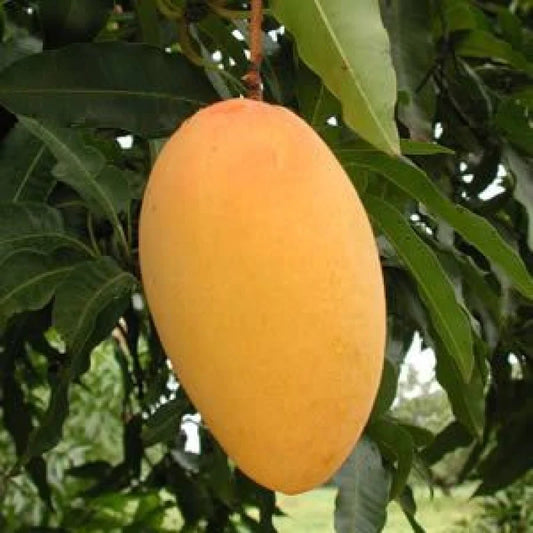 Buy 3 Grafted fruit plants(Mango Amrapali + Kinnow/Mandarin Orange + Mosambi / Citrus Limetta)  Fruit Plants