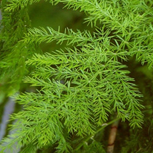Shatavari (Asparagus Racemosus) Herbal Plant