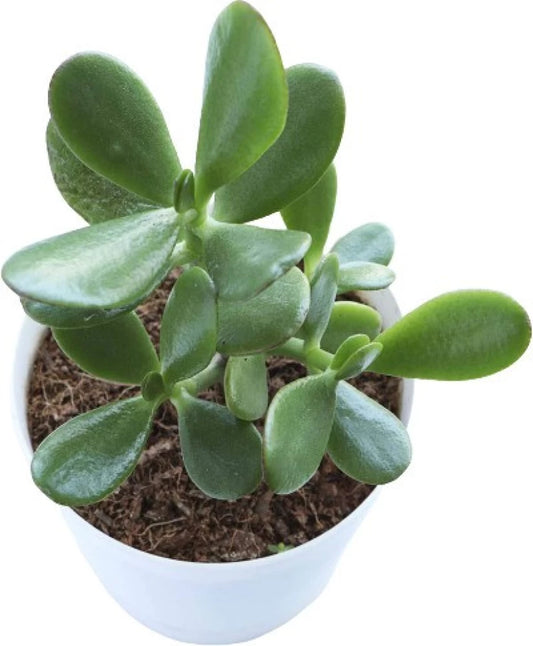 Crassula Ovata Kuber Lucky Plant with selfwatring pots - Plant