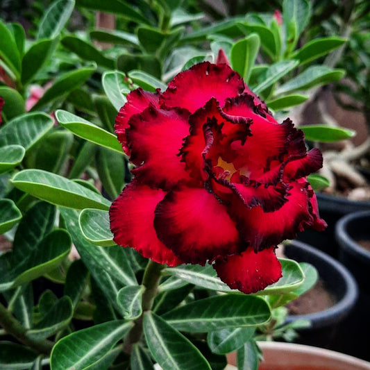 Adenium Red Flower Grafted - Plant