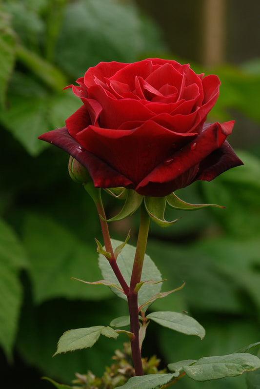 Red Rose Grafted Flower- plants