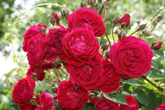 Red Rose Baramasi highy Fragrance Flower - Plants