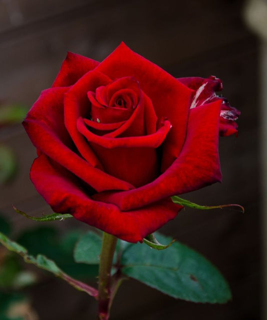 Red Rose Grafted Flower- plants