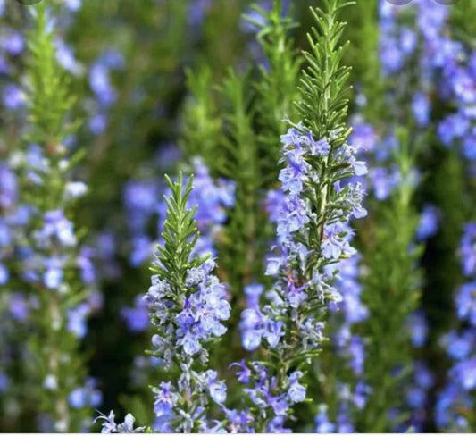 Rosemary Plant - Herbs
