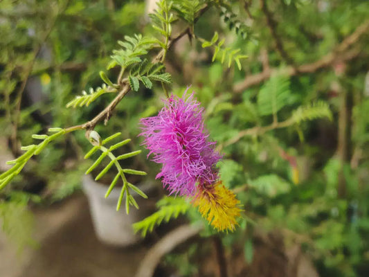 Shami Lucky Flower - Plant