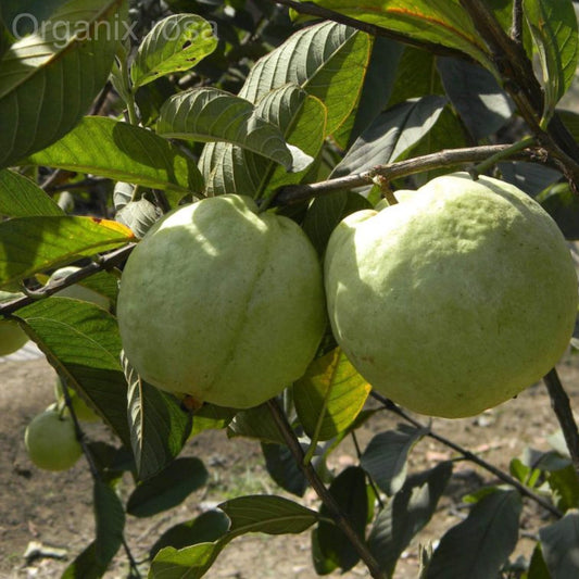 Guava Hisar Safeda Grafted Fruit Live - Plant