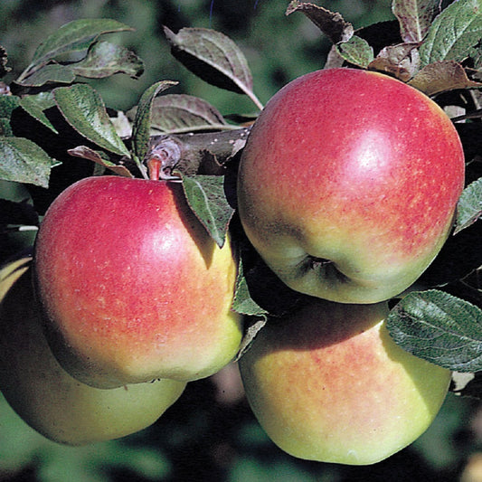 Apple (Anna-Apple/Low-Chill-Apple) Grafted Fruit Plant