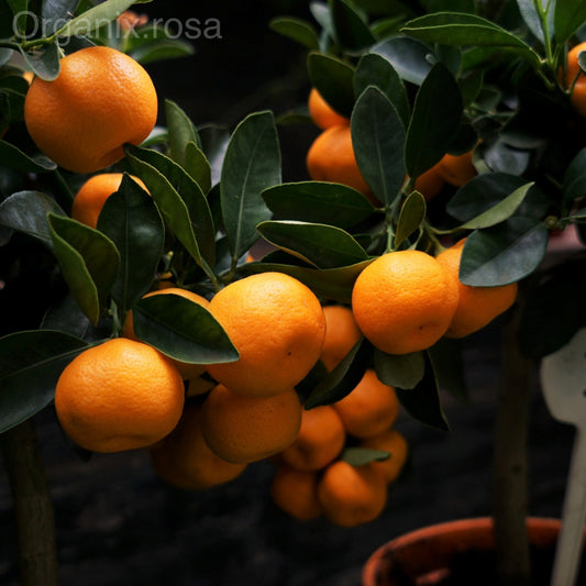 Kinnow/Mandarin Orange Grafted Fruit Live Plant