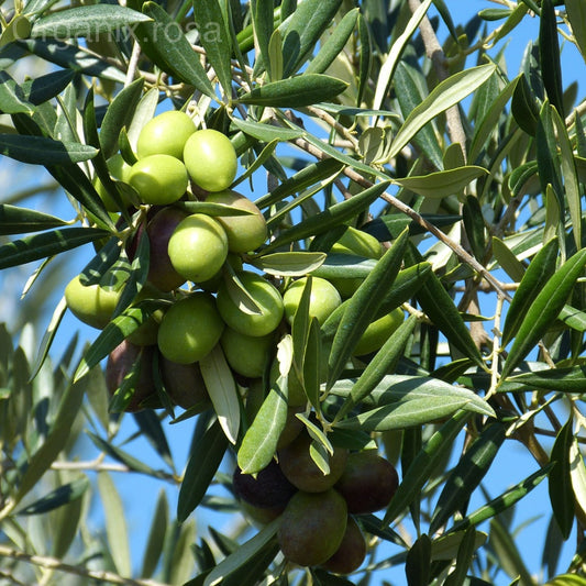 Olive (Zaitoon) /European Olive Fruit Live Plant