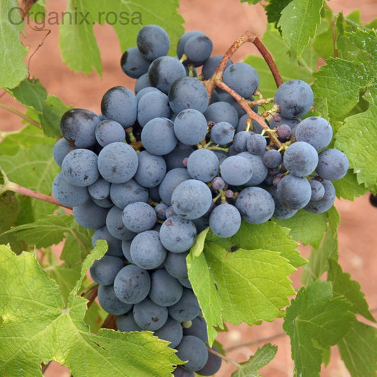 Grapes Black Hybrid Fruit - Plant