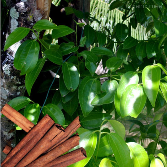 Dalchini/Cinnamomum Verum - Kitchen & Spice Plants