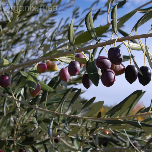 Olive (Zaitoon) /European Olive Fruit Live Plant