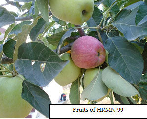 Apple (HRMN 99/Low-Chill-Apple) Grafted Fruit Plant