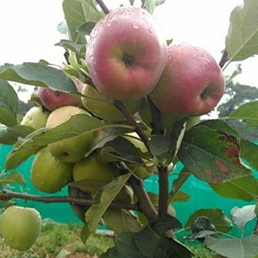 Apple (HRMN 99/Low-Chill-Apple) Grafted Fruit Plant