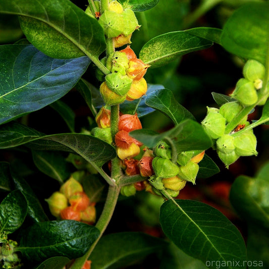 Ashwagandha (Withania Somnifera) Herbal - Plant