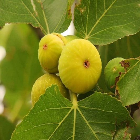 Anjeer (Diana-Fig ) Hybrid Fruit Plant