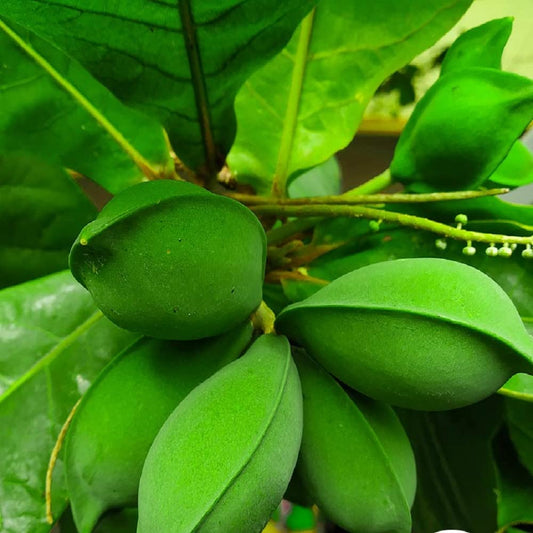 Almond (Kath badam/Kathia Badam/ Bengal Almond) Hybrid Fruit Plant