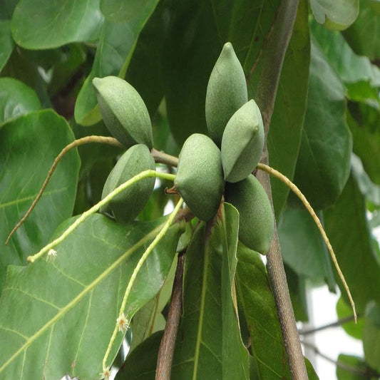 Almond (Kath badam/Kathia Badam/ Bengal Almond) Hybrid Fruit Plant