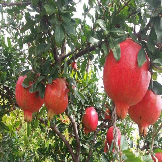 Pomegranate/Anar (Super-Bhagwa-Anar)Hybrid Fruit Plant