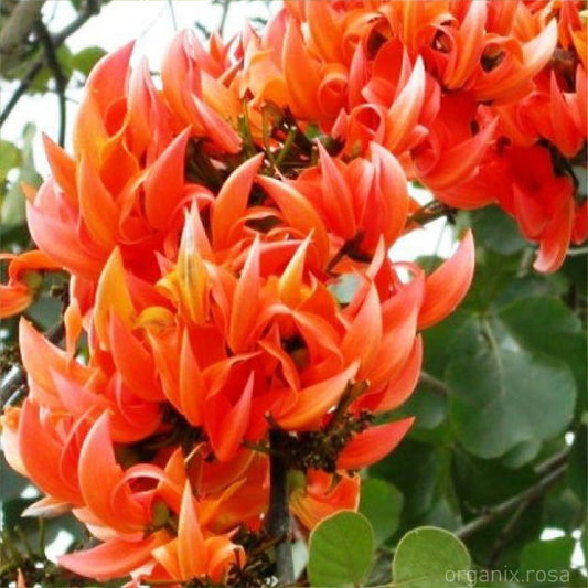 Palash/Butea Flower Tree