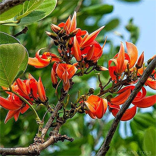Palash/Butea Flower Tree