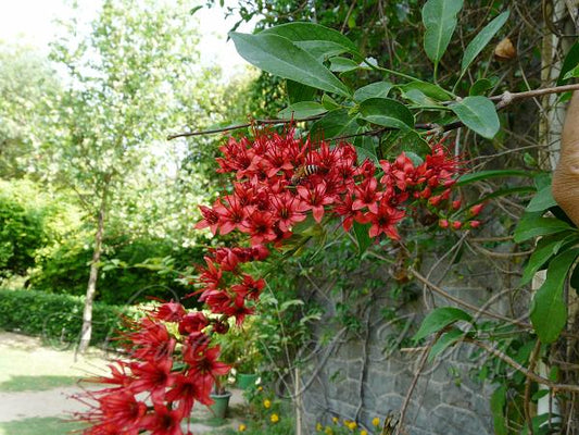 Combretum Coccineum (Scarlet Comb, Flame Vine) Red Flower creeper