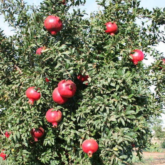 Pomegranate Super Bhagwa Fruit LivePlant
