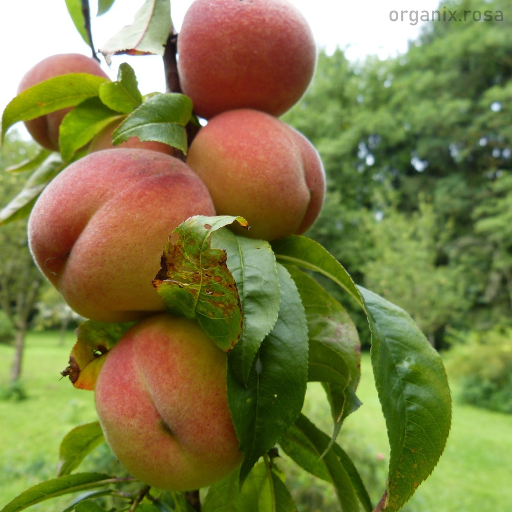Buy Online Grafted Fruit Plants