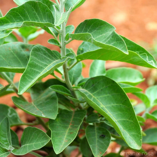 Ashwagandha (Withania Somnifera) Herbal - Plant