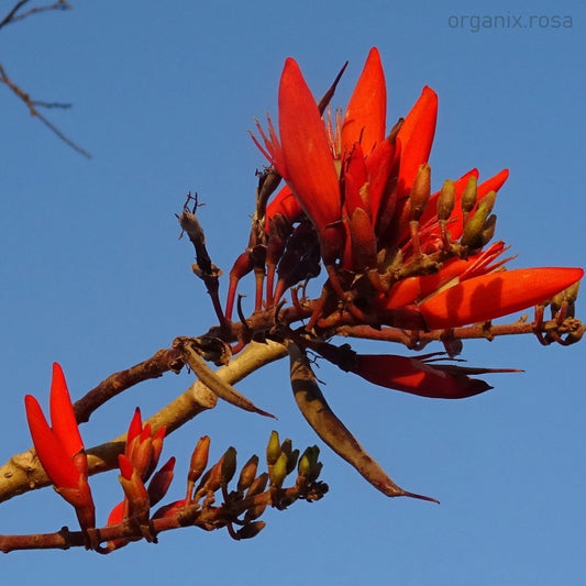New Erythrina Indica (Indian Coral Tree) Live Flowering Plant