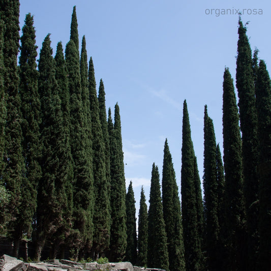 Pencil Pine/Italian Cypress Live - Plant