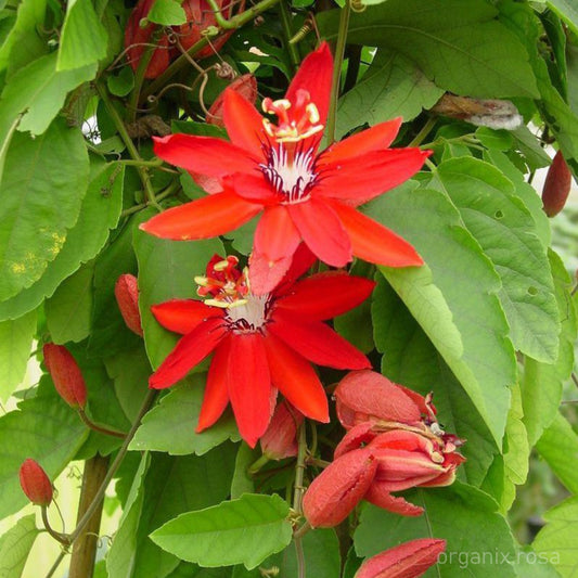 Passiflora (Krishna Kamal) Red Colour Vine
