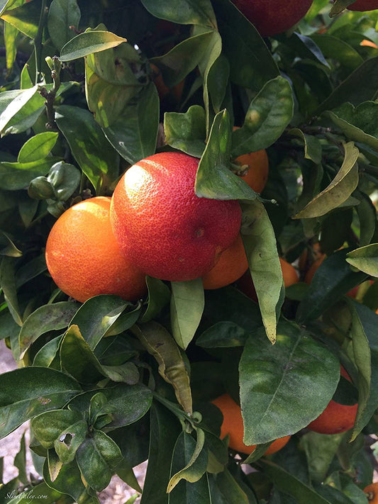Orange Blood Red Malta Fruit Grafted Live Plant