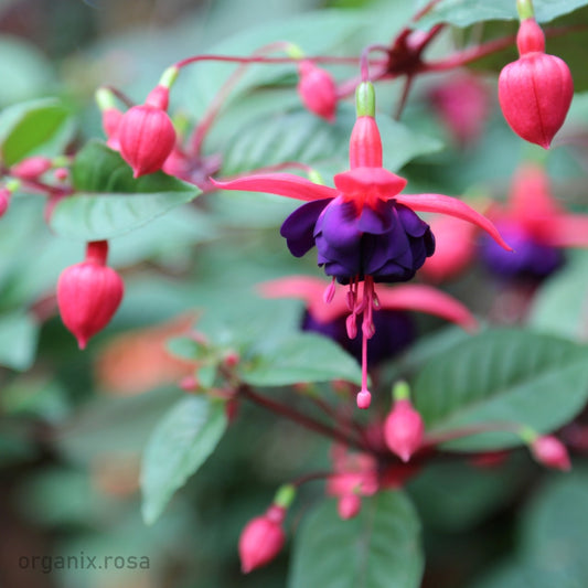 Fuschsia Flower Plant With Self-Watering Pot