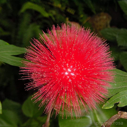 Calliandra/Powderpuff Red Flowering Plant