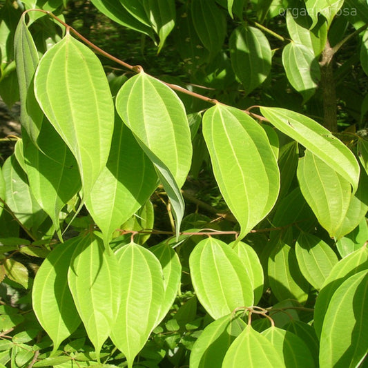 Tejpatta Tejpatra/Indian Bay leaves - Plant
