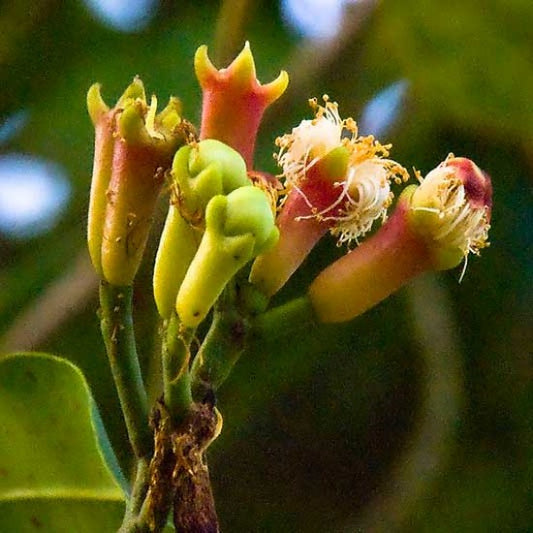 Clove (Syzygium Aromaticum) Spice Plant