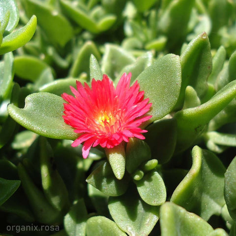 Baby Sun Rose (Aptenia Heartleaf) - Plant
