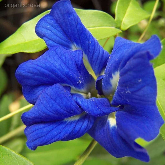 Aprajita (Bluebellvine/Butterfly Pea/Clitoria Ternatea) Flowering -Plant