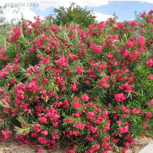 Oleander (Nerium Dwarf) Red Flowering Plant