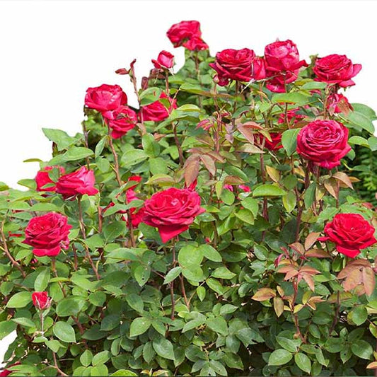 Kashmiri Rose Red Flowering Plant