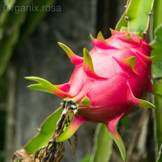 Dragon Fruit (Pink) Exotic Fruit Live plant