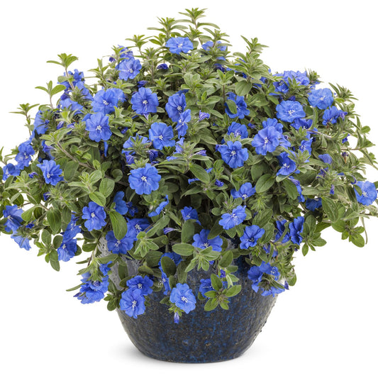 Blue Daze (Brazillian Dwarf Morning-glory) Flowering Plant