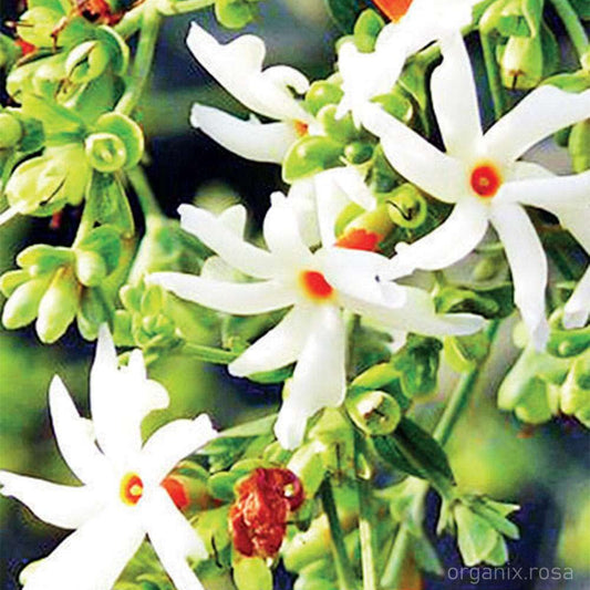 Parijat/Harsingar Coral Jasmine flower Live - Plant