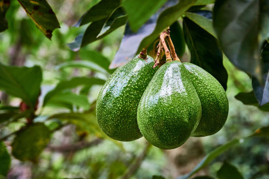 Avocado/Butter Fruit (Persea Americana)Hybrid Fruit Live Plant