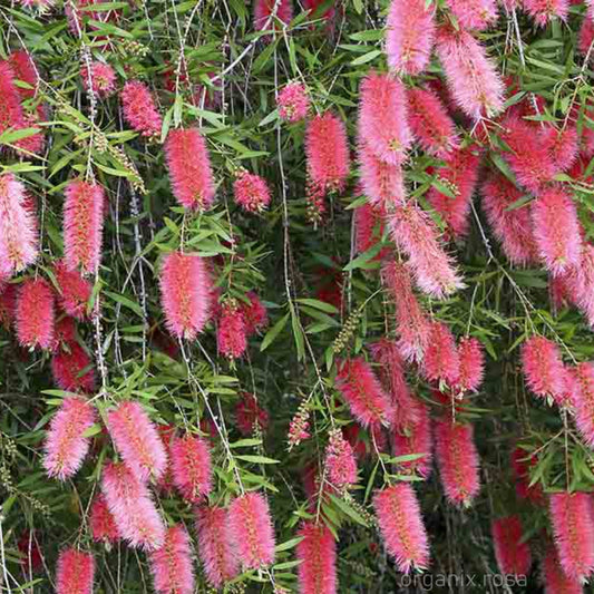 Bottlebrush (Callistemon, Melaleuca Flammea) Flower Plant