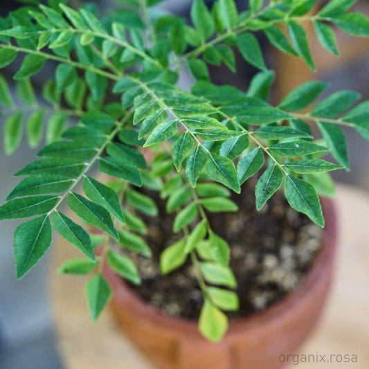 Curry Leaves Live Medicinal Plant
